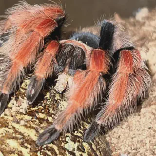 /img/16954-tarantula-care-tips.webp
