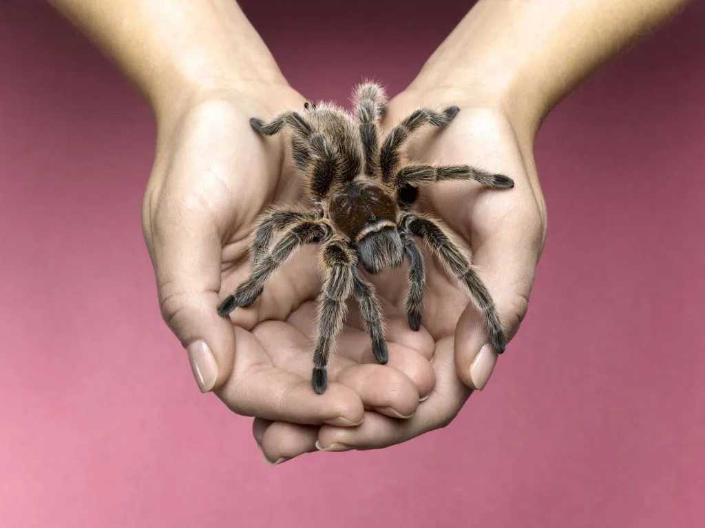 16954 tarantula enclosure setup