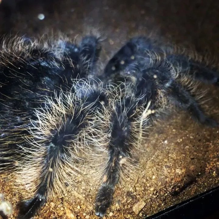 16954 tarantula feeding guide