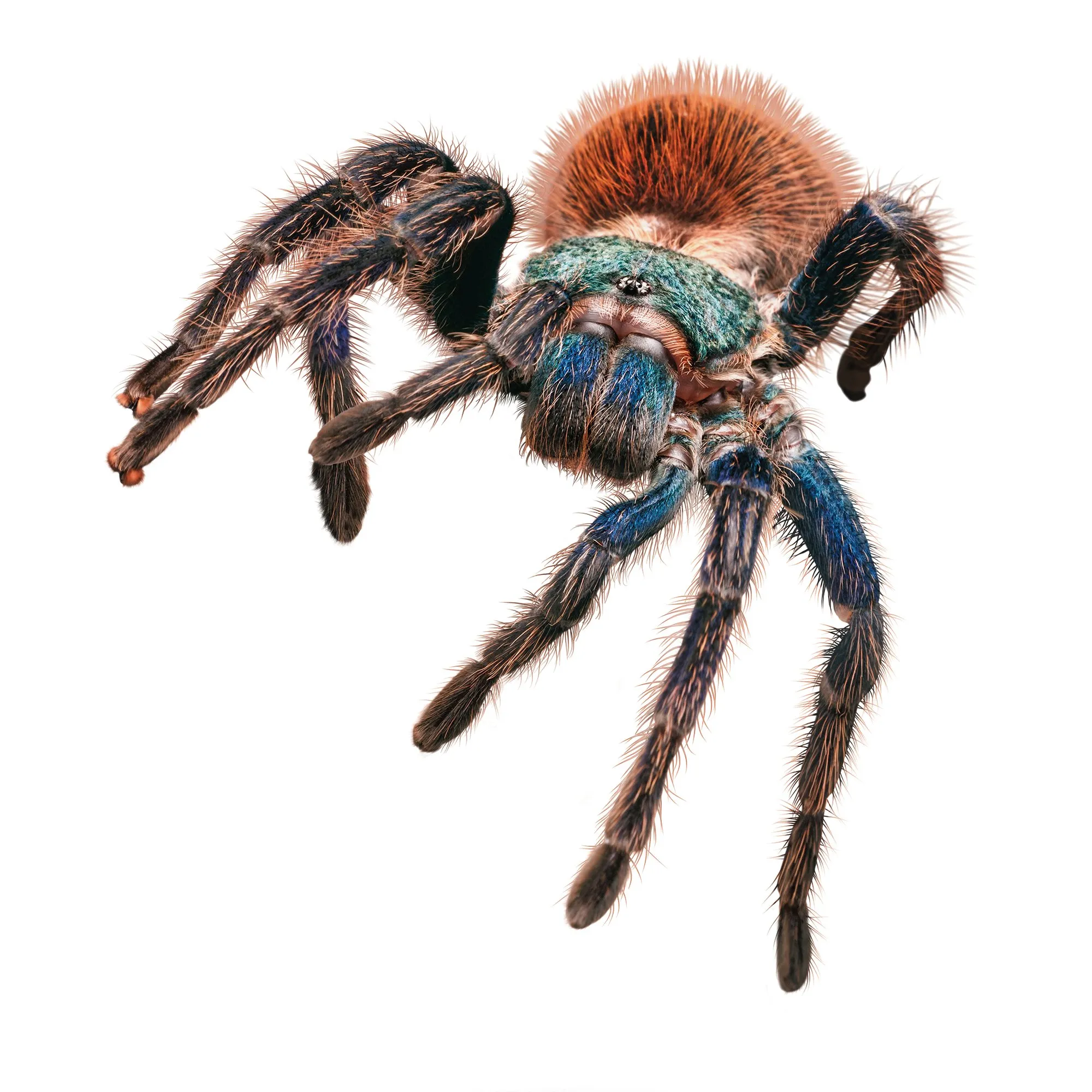 16954 tarantula handling tips