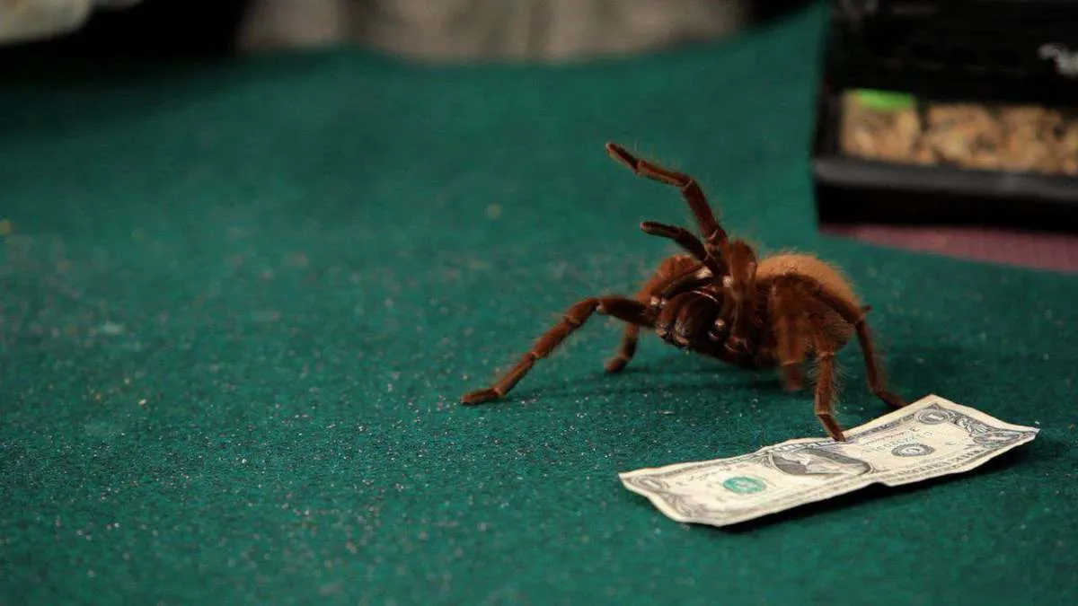 16954 tarantula shipping safety