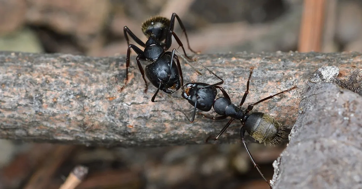 16956 ant repellents tarantulas