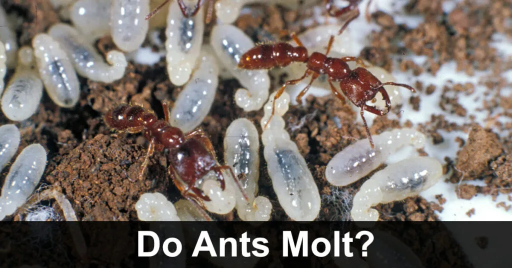 16956 argentine ants tarantula