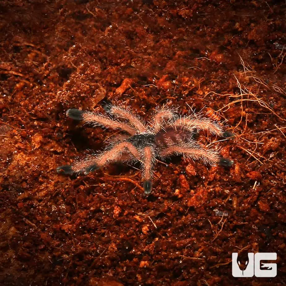 16958 handling pinktoe tarantula
