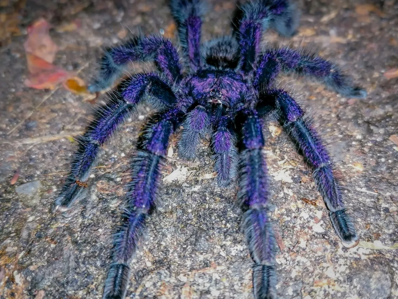 /img/16958-pinktoe-tarantula-breeding.webp