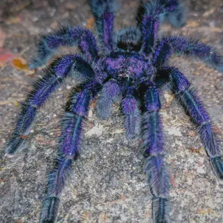 /img/16958-pinktoe-tarantula-breeding.webp