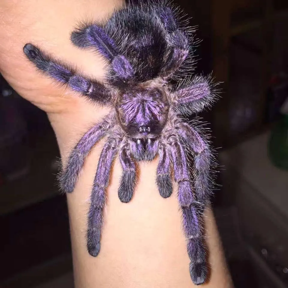 16958 pinktoe tarantula enclosure