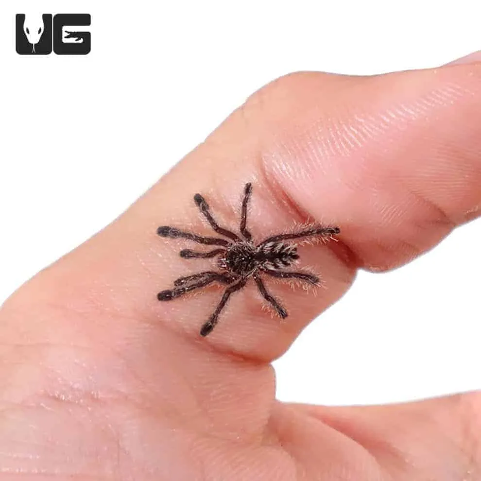 16958 pinktoe tarantula watering