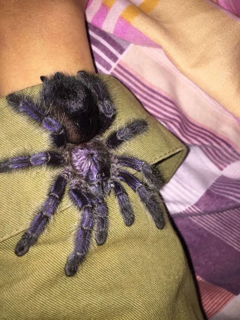16958 purple pinktoe tarantula feeding