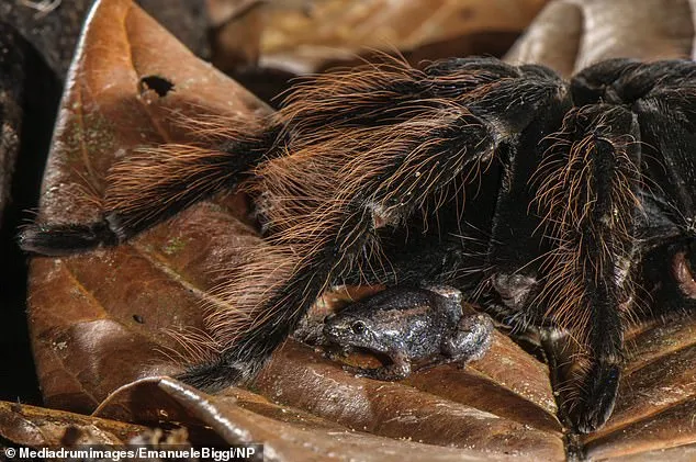 /img/16960-pet-frog-tarantula.webp