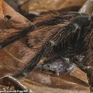 /img/16960-pet-frog-tarantula.webp