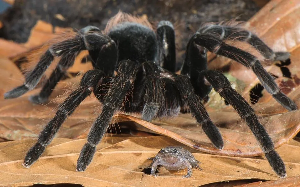 16960 tarantula enclosure