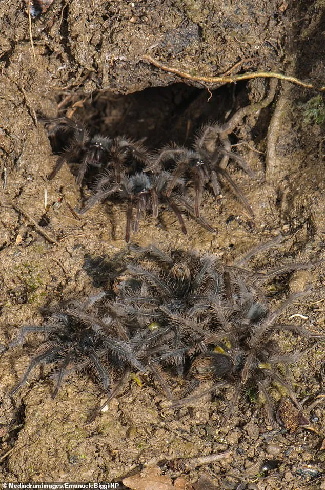 16960 tarantula feeding