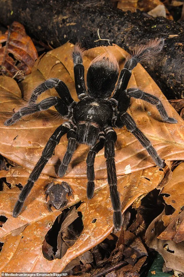 16960 tarantula handling