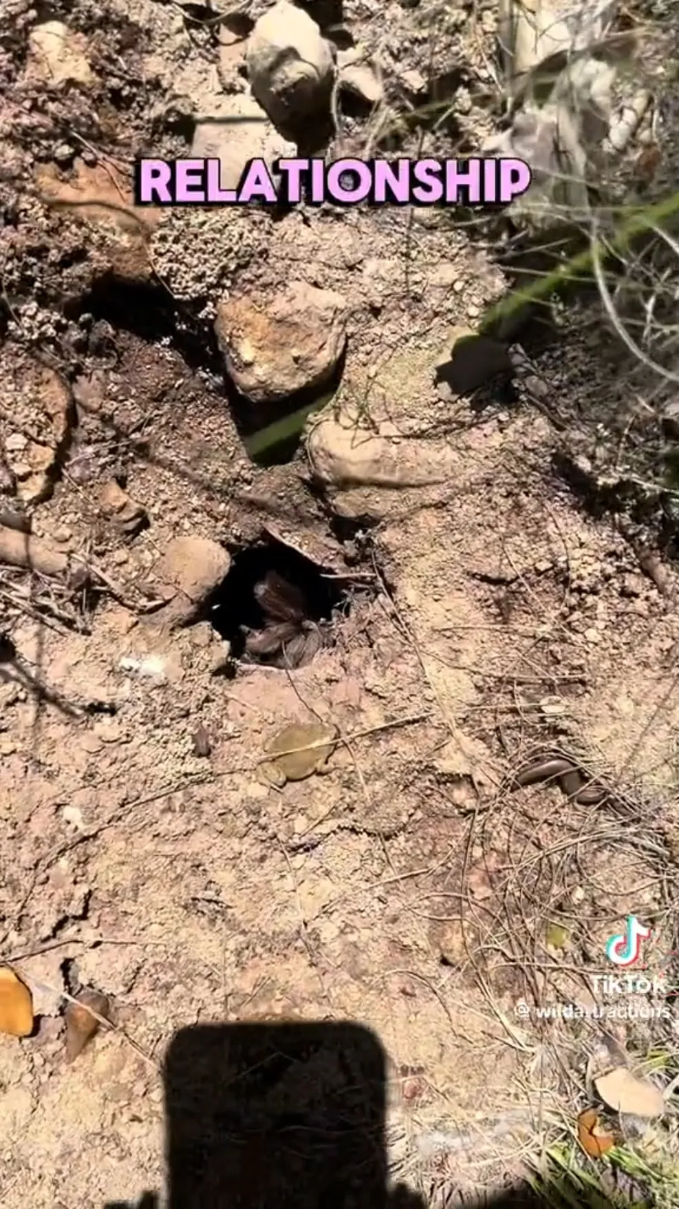 16960 tarantula health
