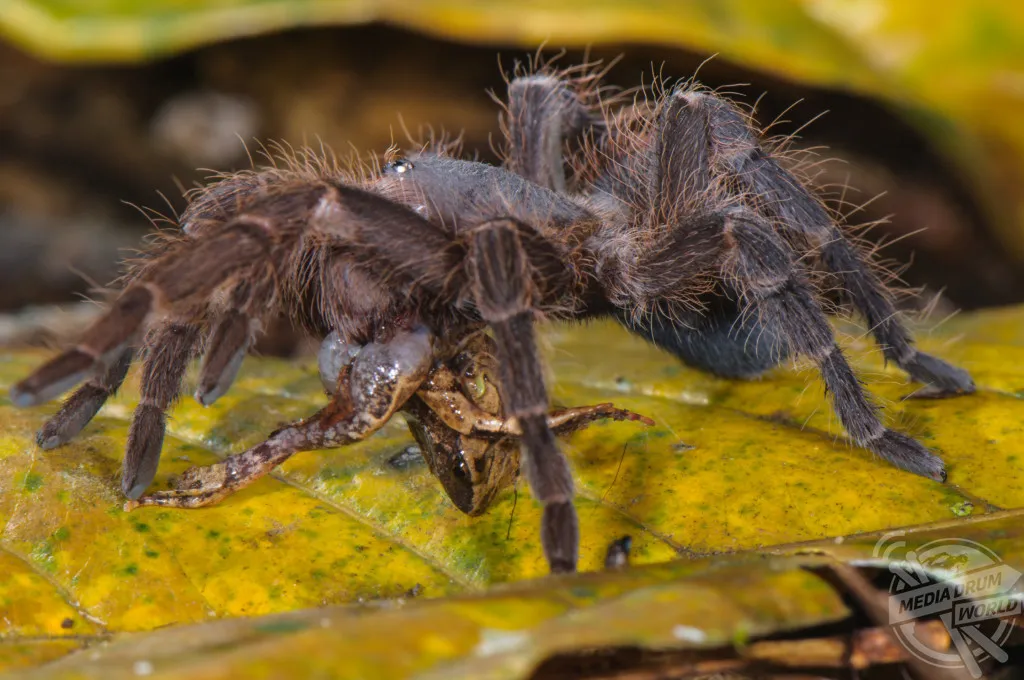 16960 tarantula molting