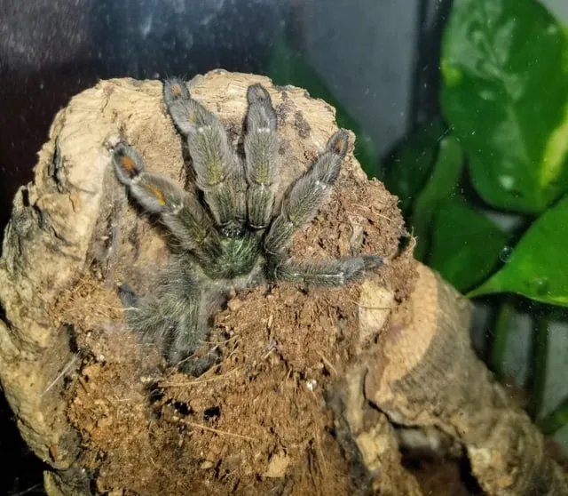 16960 tarantula overview