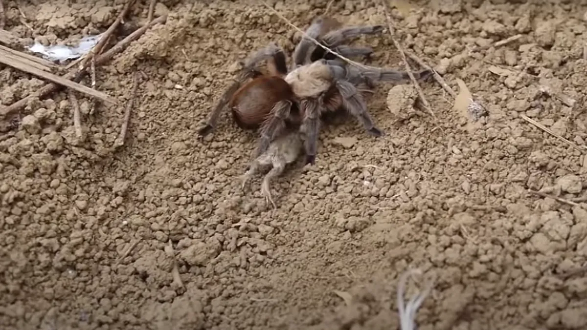16960 tarantula species