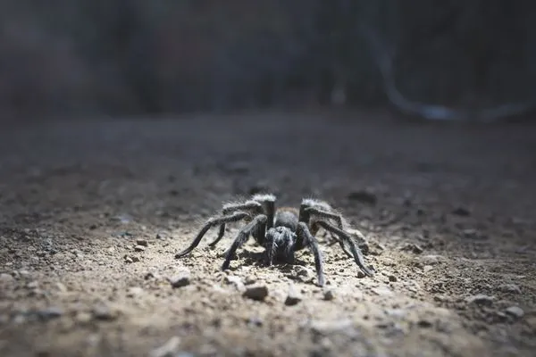 /img/16961-tarantula-facts-mount-diablo.webp