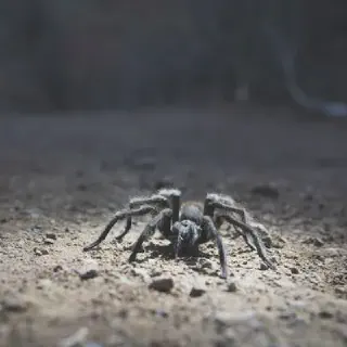 /img/16961-tarantula-facts-mount-diablo.webp