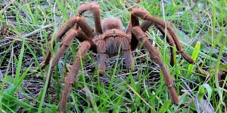16961 tarantula molting