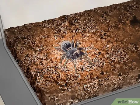 16962 tarantula enclosure