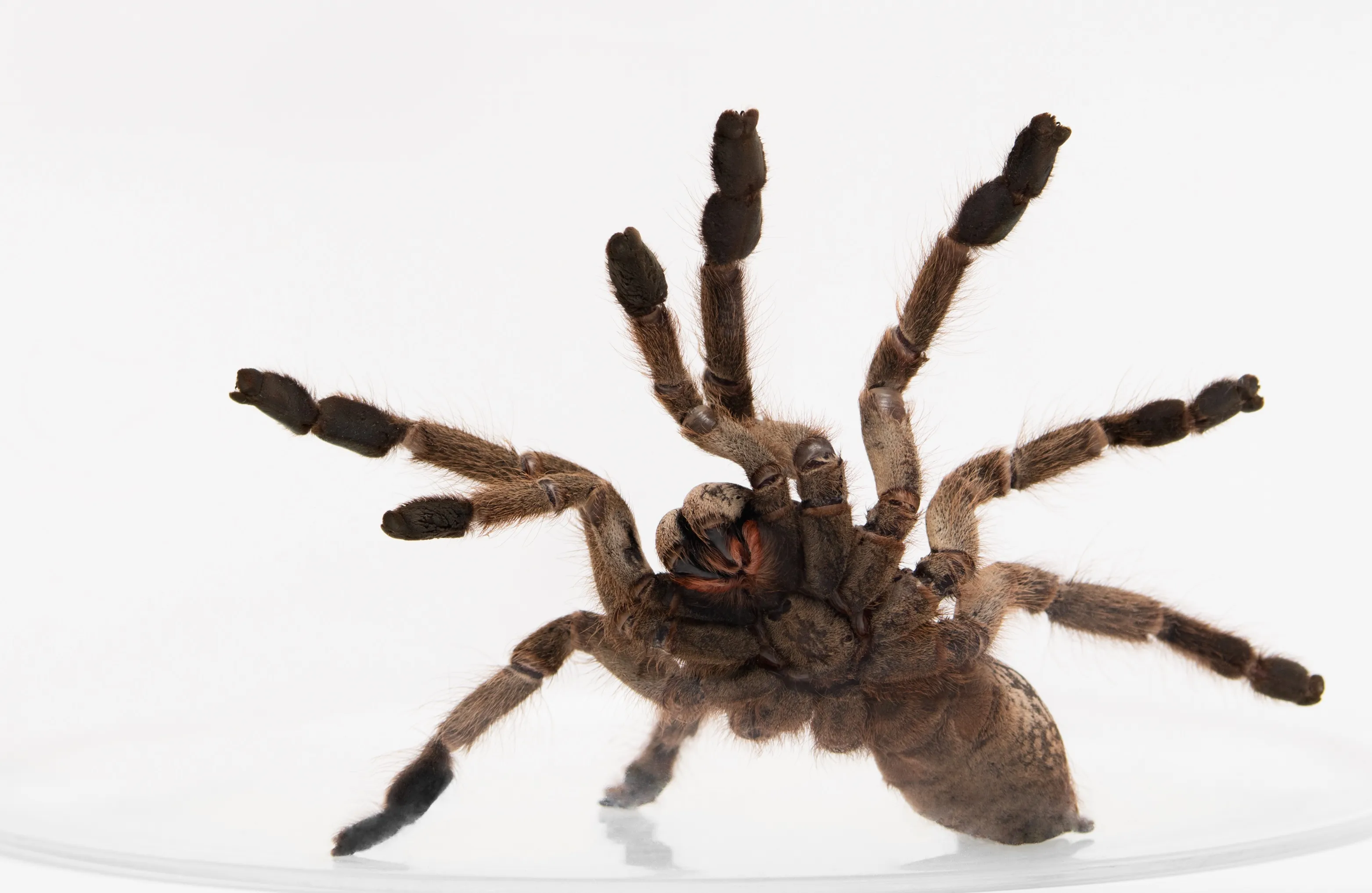 16963 first aid tarantula