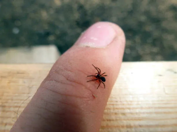 /img/16963-tarantula-habitat.webp