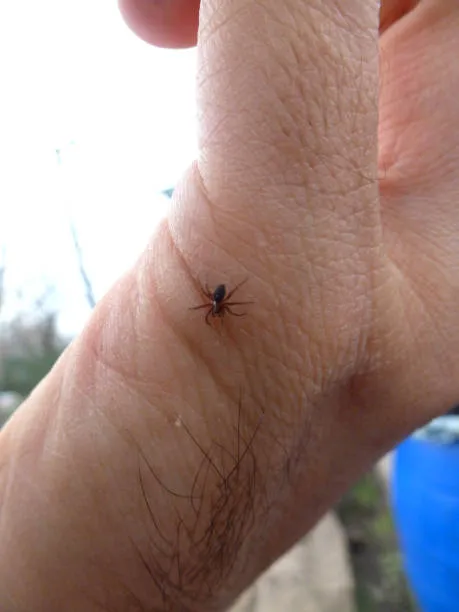 16963 tarantula handling