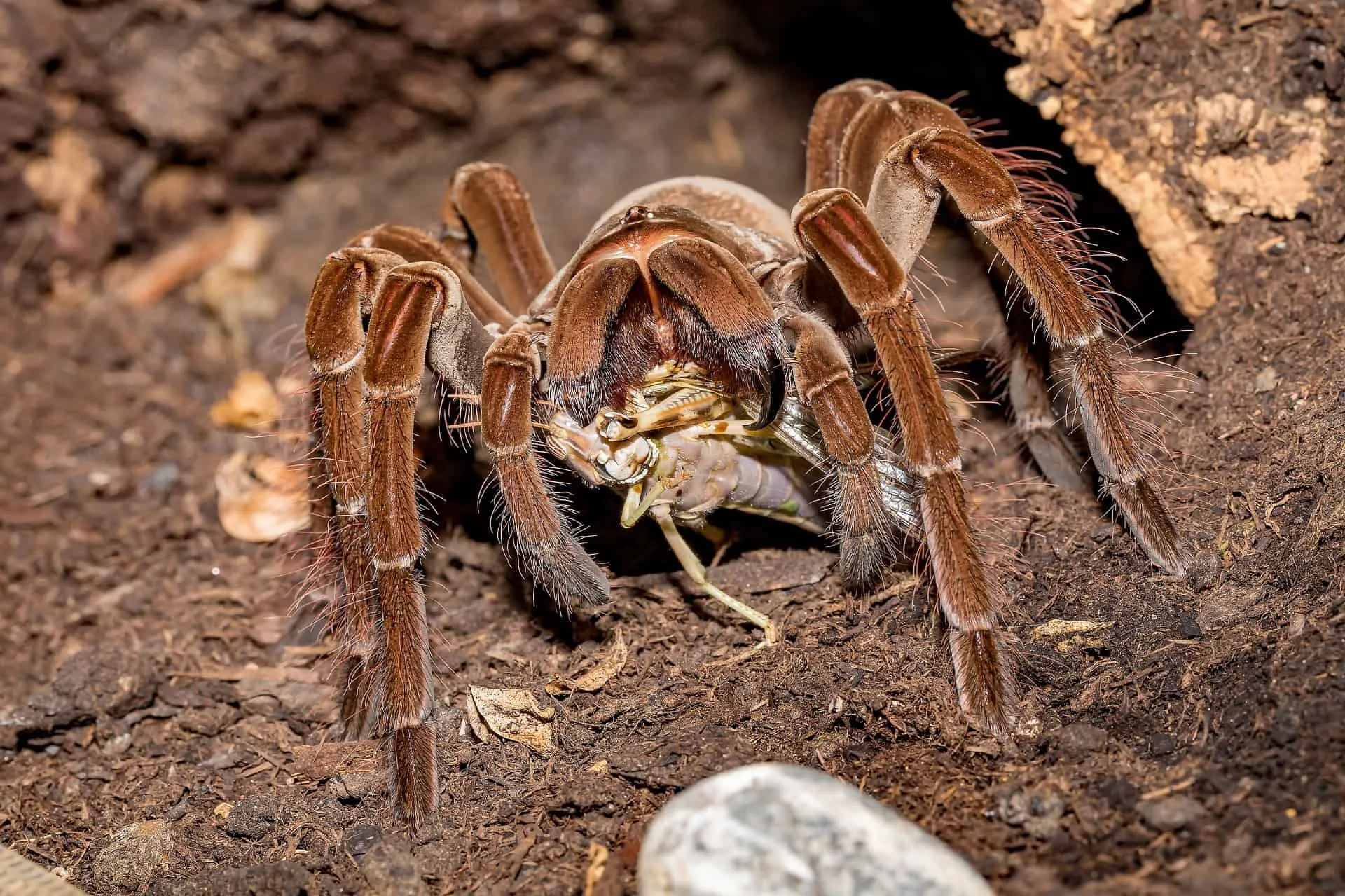 16964 tarantula behavior