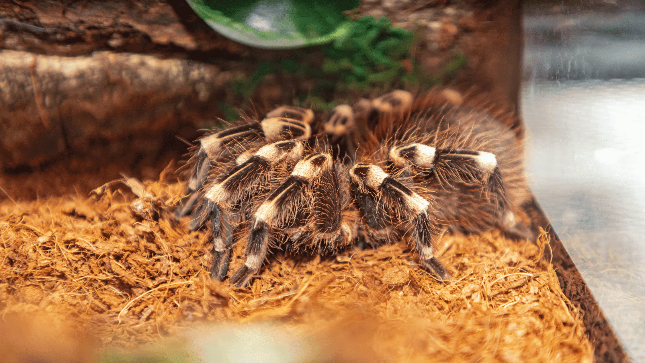 /img/16964-tarantula-handling.webp