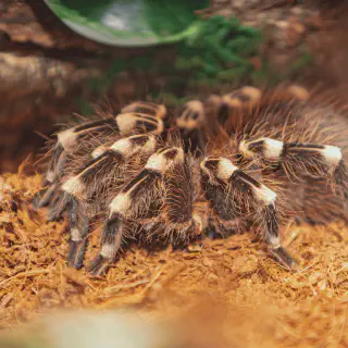 /img/16964-tarantula-handling.webp
