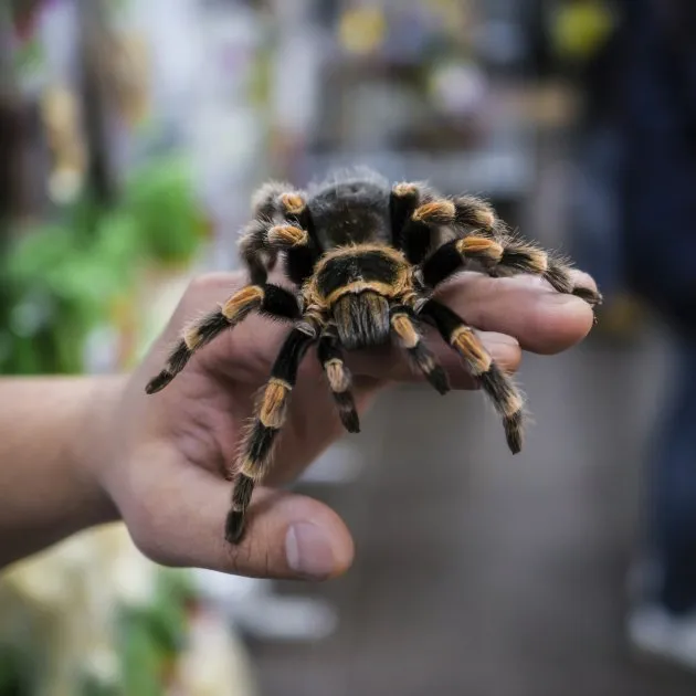 16964 tarantula lifespan