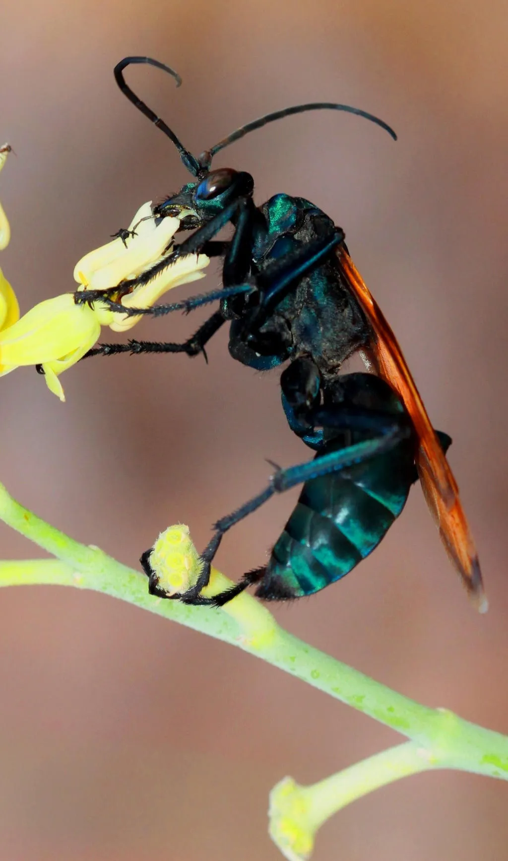16965 tarantula hawk wasp egg