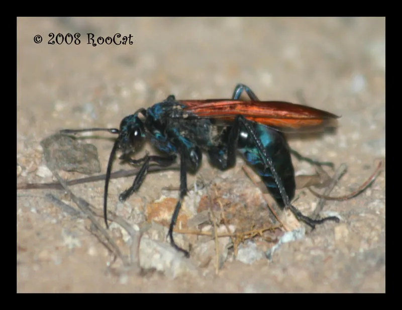 16965 tarantula hawk wasp habitat