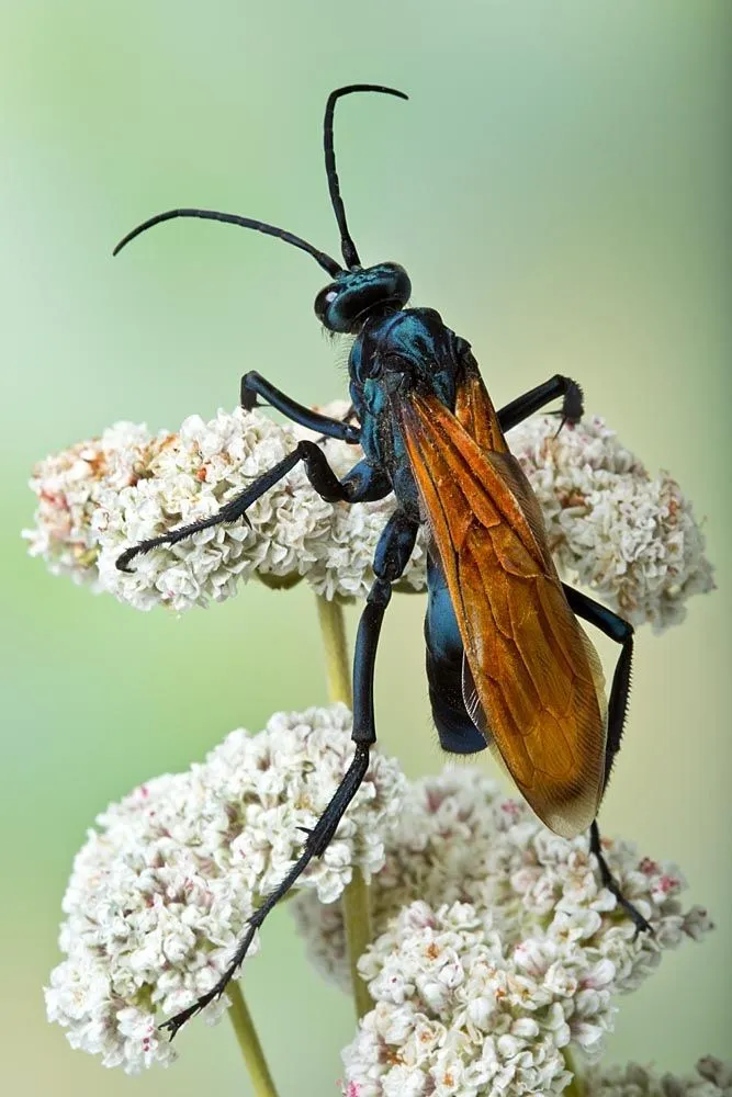 16965 tarantula hawk wasp larva close up