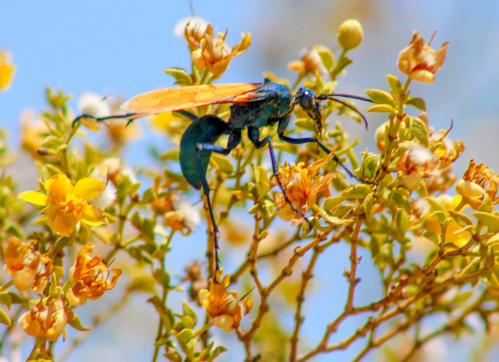 16965 tarantula hawk wasp larva feeding