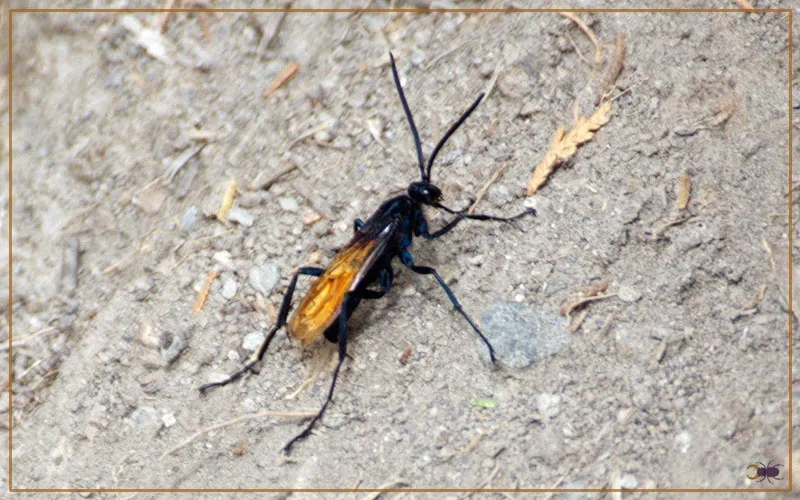 /img/16965-tarantula-hawk-wasp-predators.webp