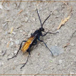 /img/16965-tarantula-hawk-wasp-predators.webp