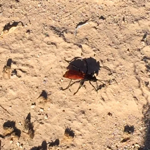 16965 tarantula hawk wasp pupa
