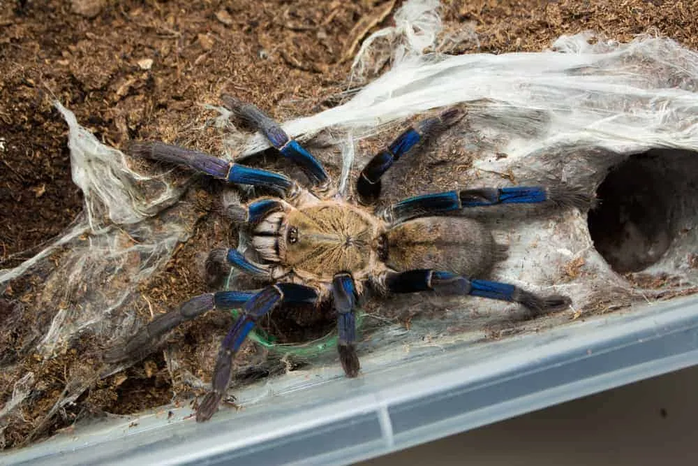 16966 cobalt blue tarantula handling