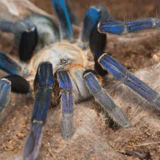 /img/16966-cobalt-blue-tarantula-hiding-spot.webp
