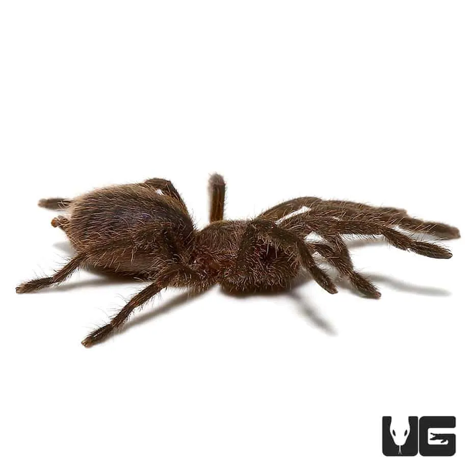 16966 cobalt blue tarantula water