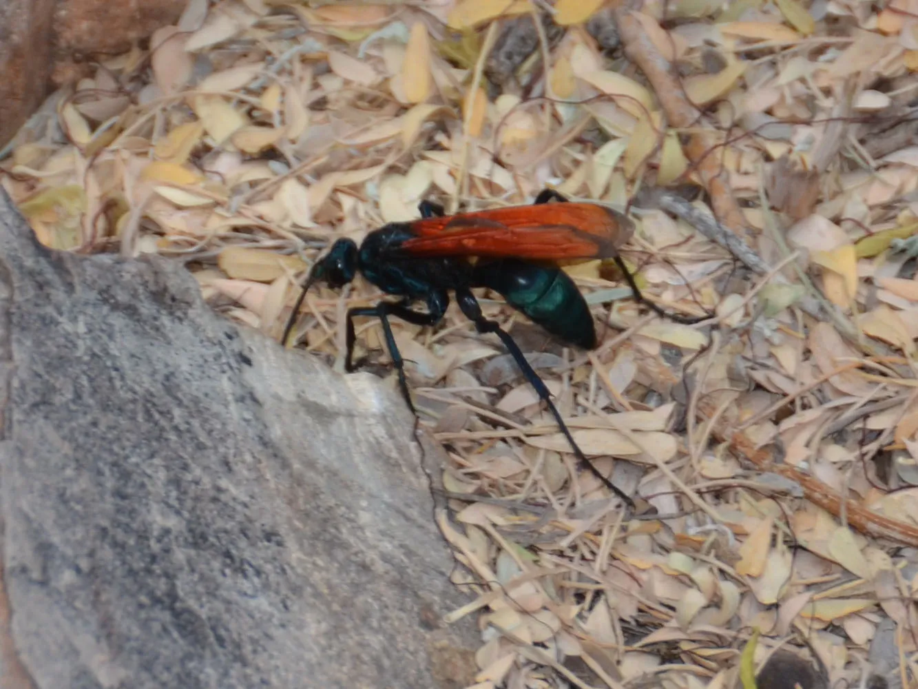 16967 tarantula hawk nest