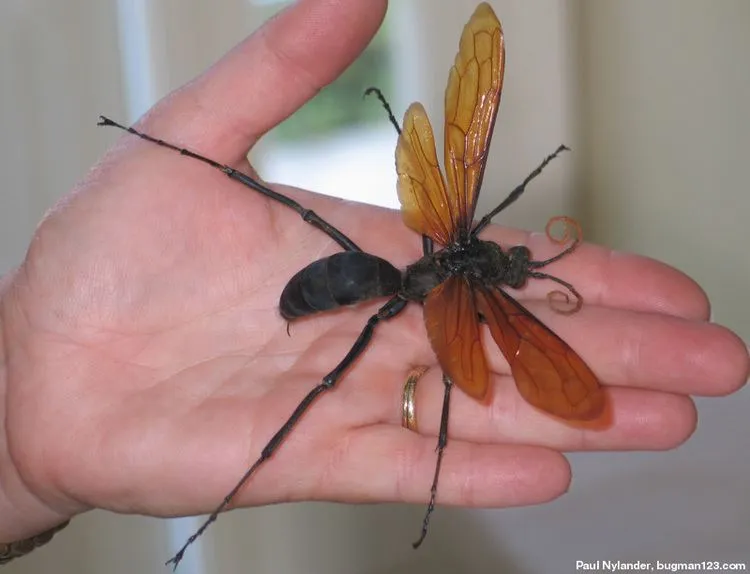 16967 tarantula hawk overview