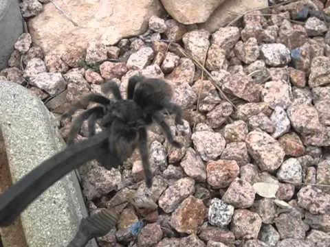16968 tarantula hawk appearance
