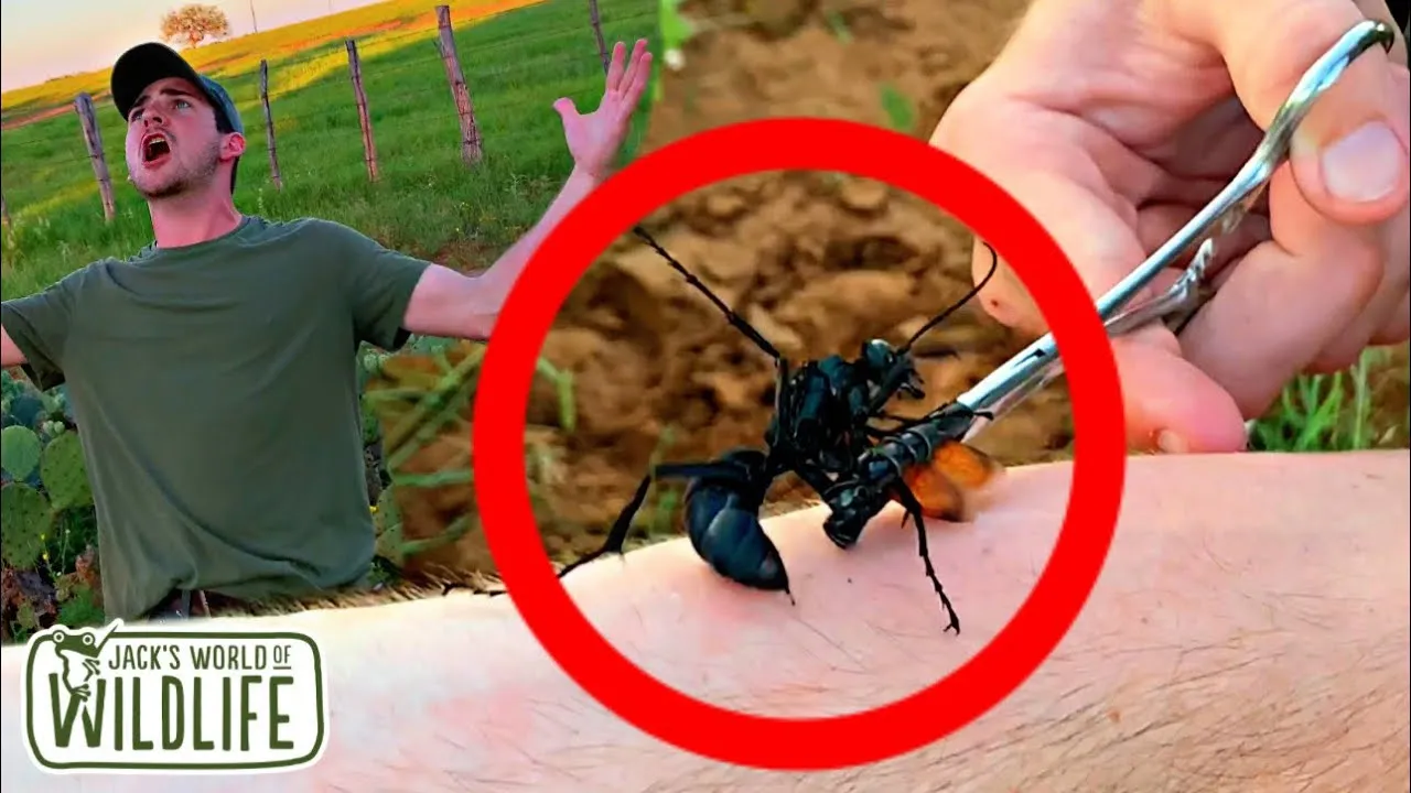 /img/16968-tarantula-hawk-avoidance.webp