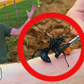 /img/16968-tarantula-hawk-avoidance.webp