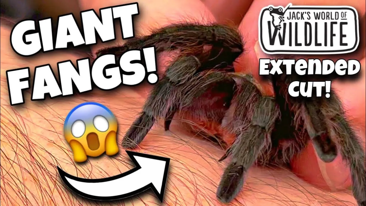 16968 tarantula hawk bite symptoms