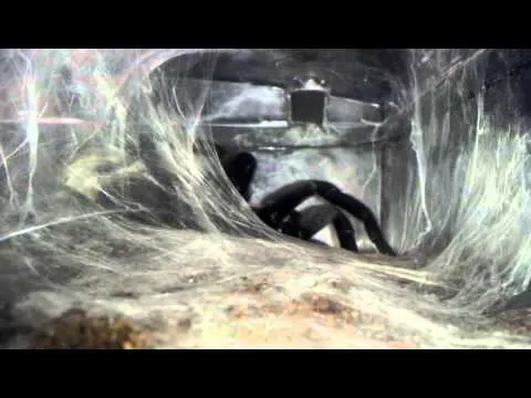 16968 tarantula hawk first aid